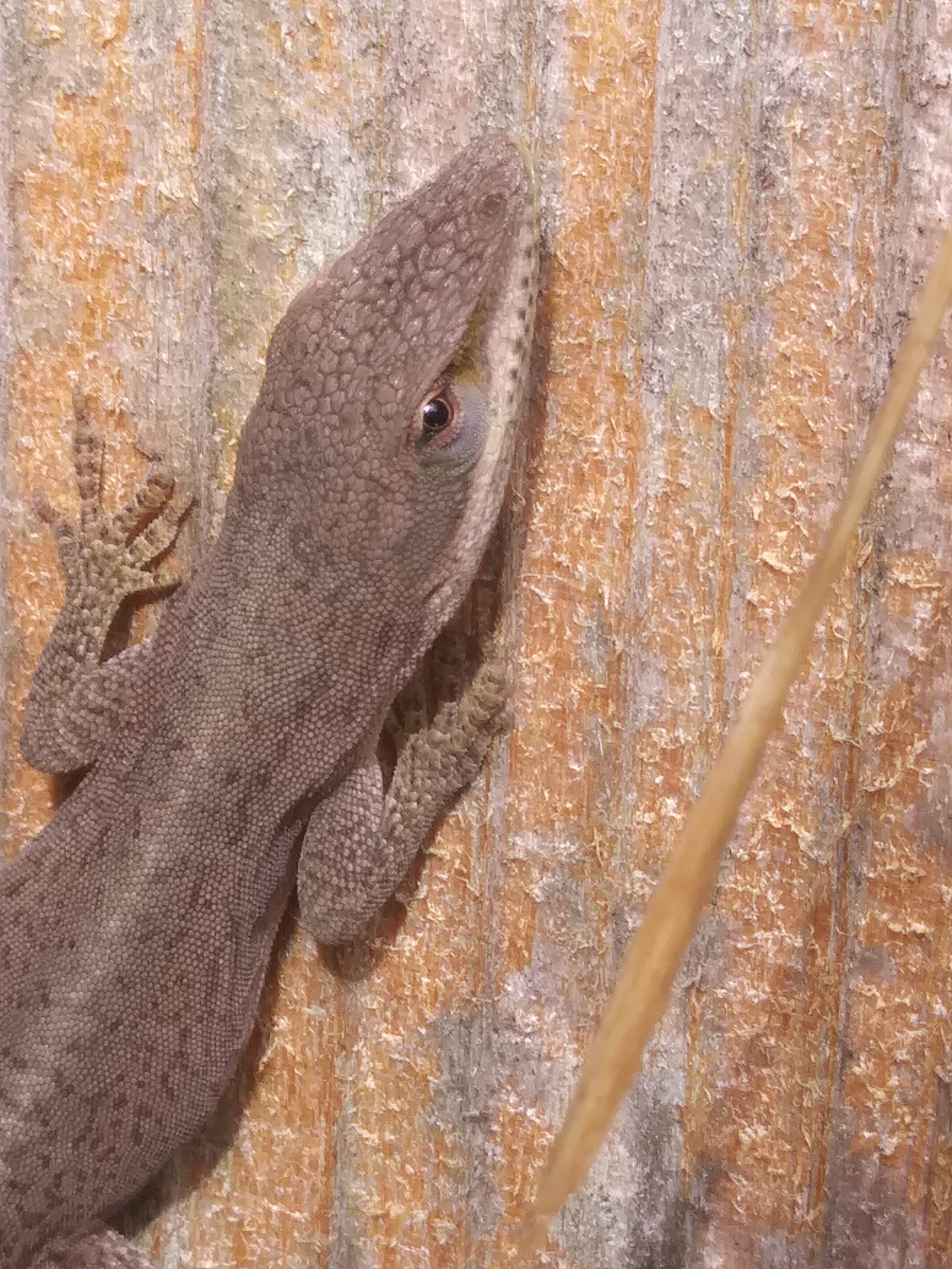 LG K20 V sample photo. The lizard photography