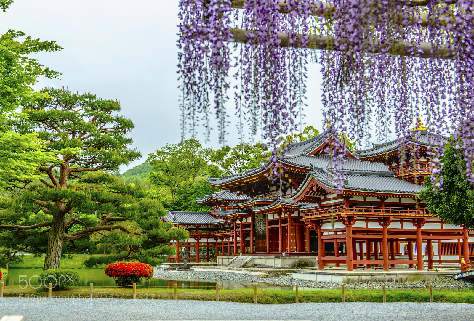 Nikon D800 sample photo. Kyoto wisteria 平等院 紫藤 photography