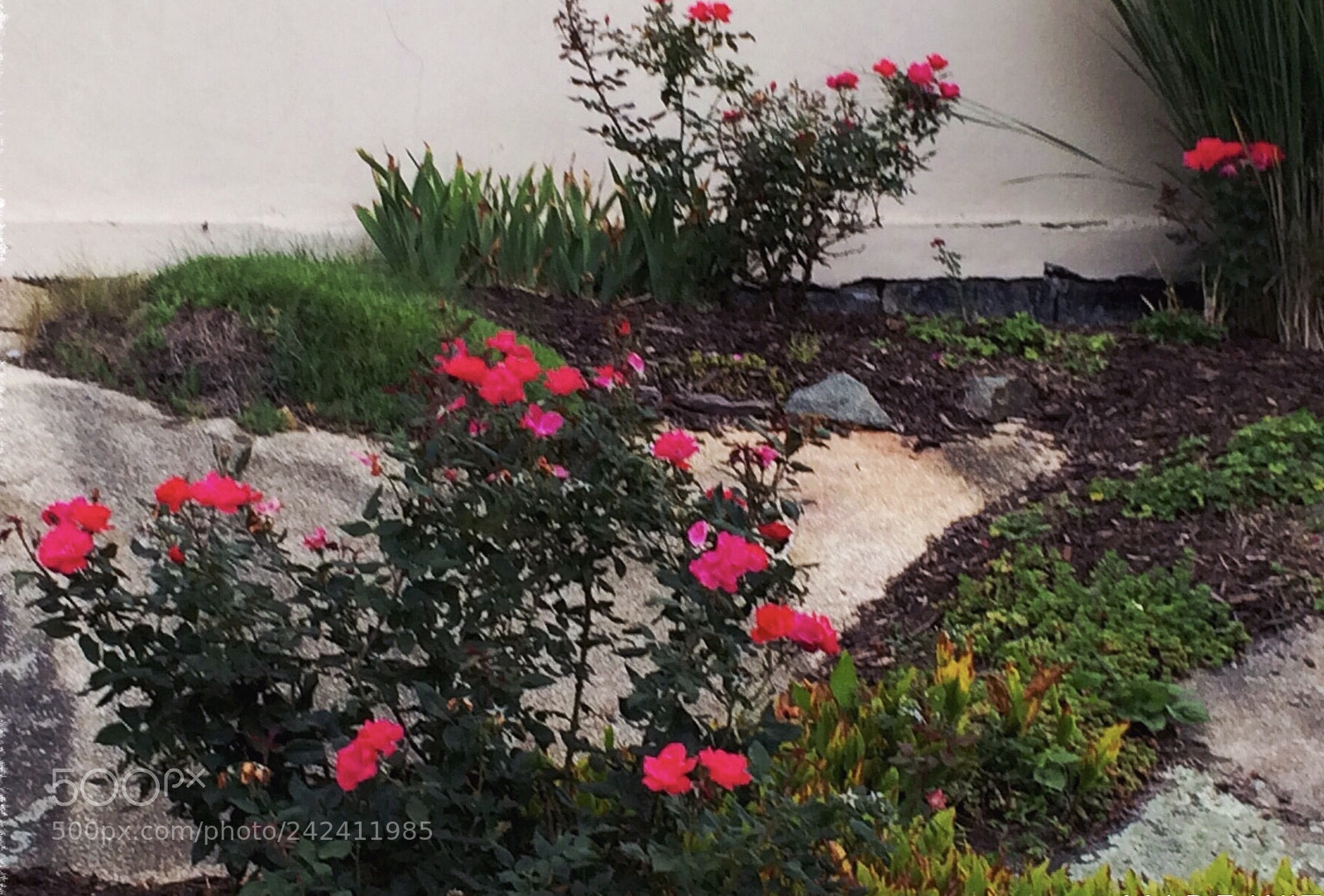Apple iPhone 5s sample photo. Springtime surprises photography