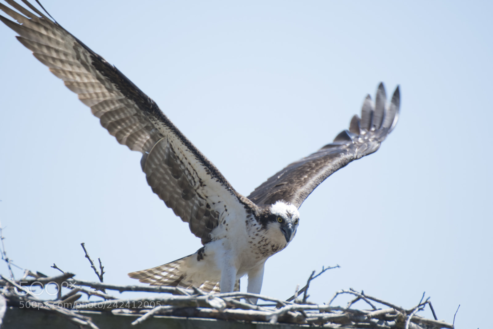 Nikon D500 sample photo. Osprey photography