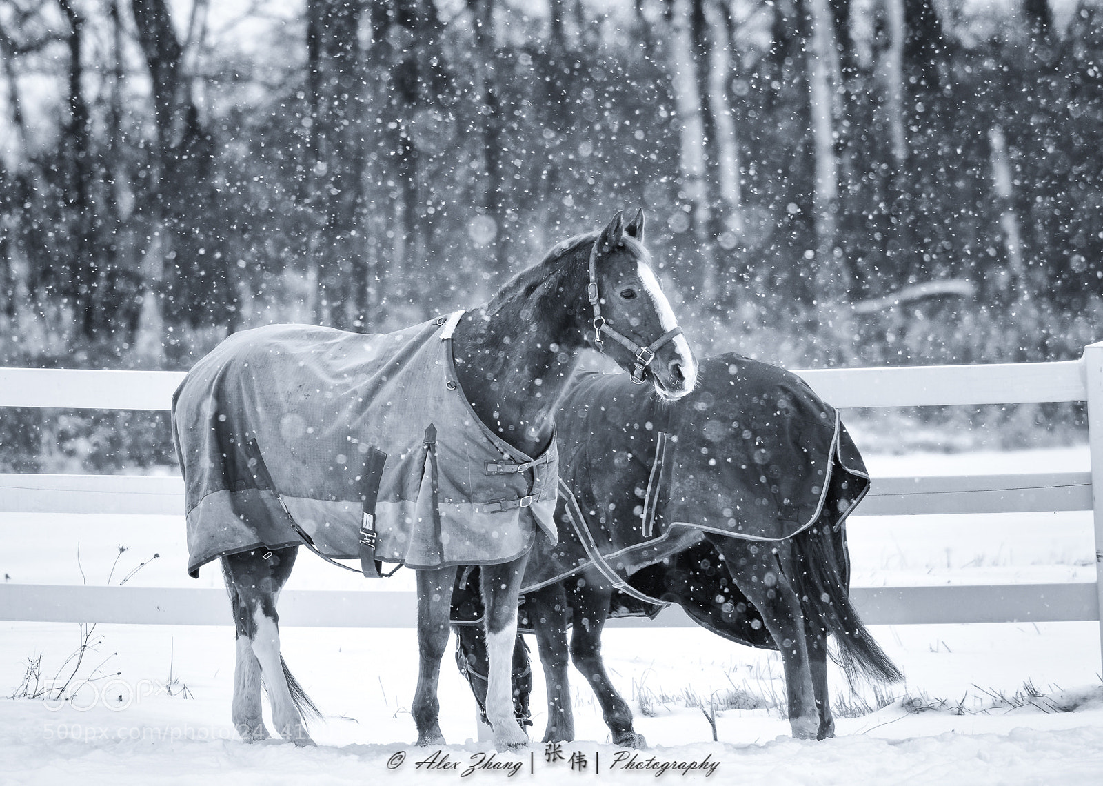 Nikon D500 sample photo. Horses in the snow photography