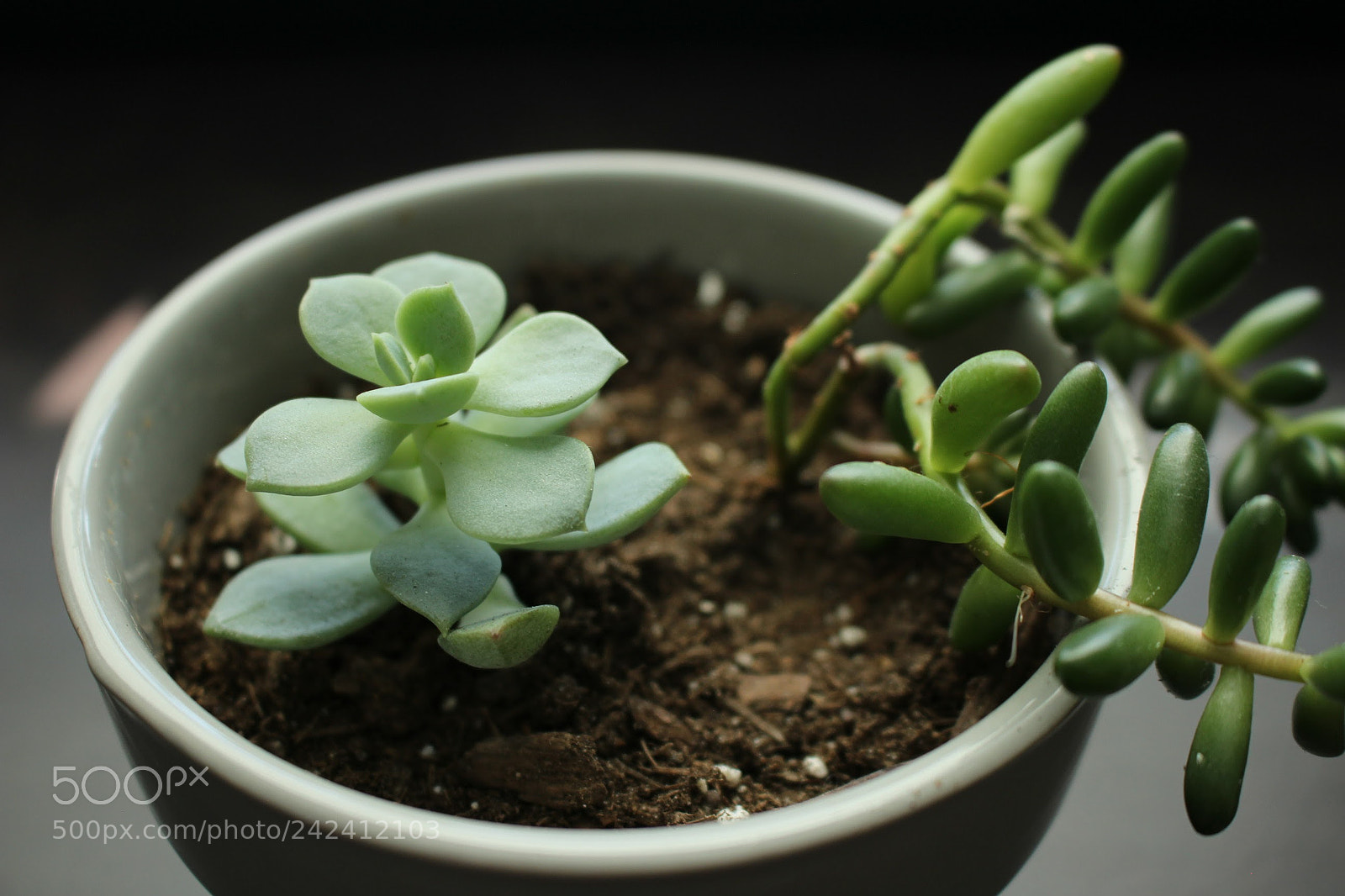 Canon EOS 100D (EOS Rebel SL1 / EOS Kiss X7) sample photo. A pair in harmony photography