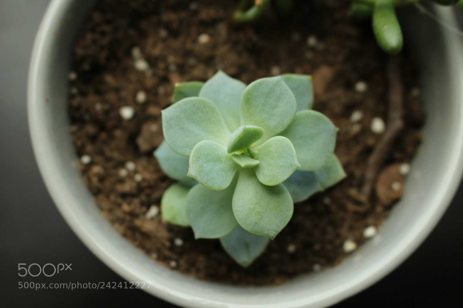 Canon EOS 100D (EOS Rebel SL1 / EOS Kiss X7) sample photo. Steps photography