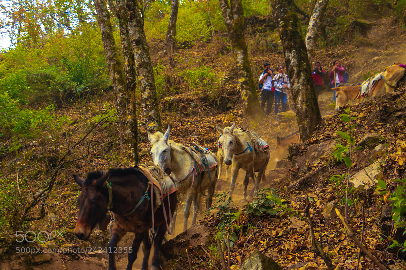 Canon EOS 7D Mark II sample photo. Untitled photography