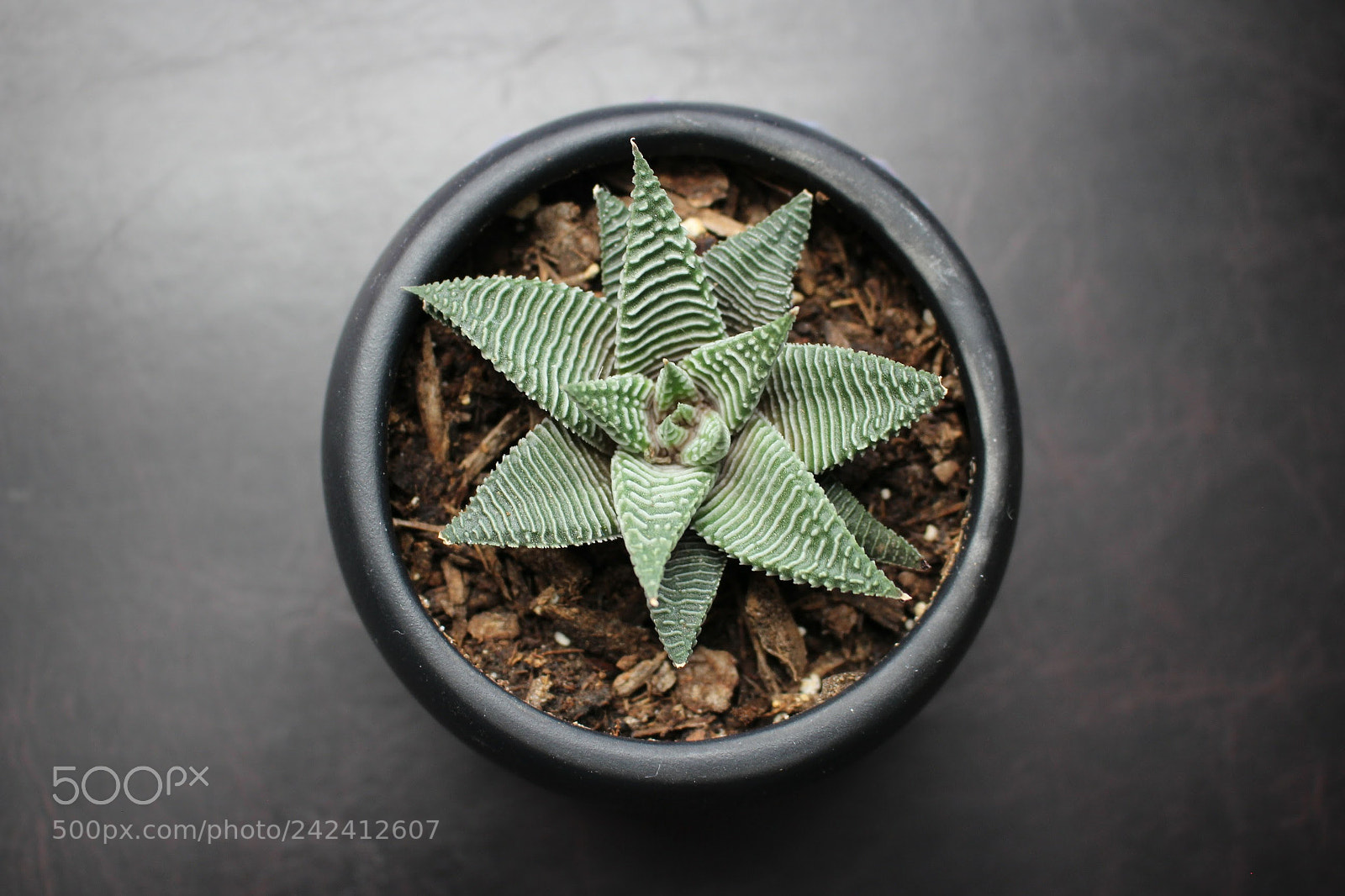 Canon EOS 100D (EOS Rebel SL1 / EOS Kiss X7) sample photo. Mezmerize photography