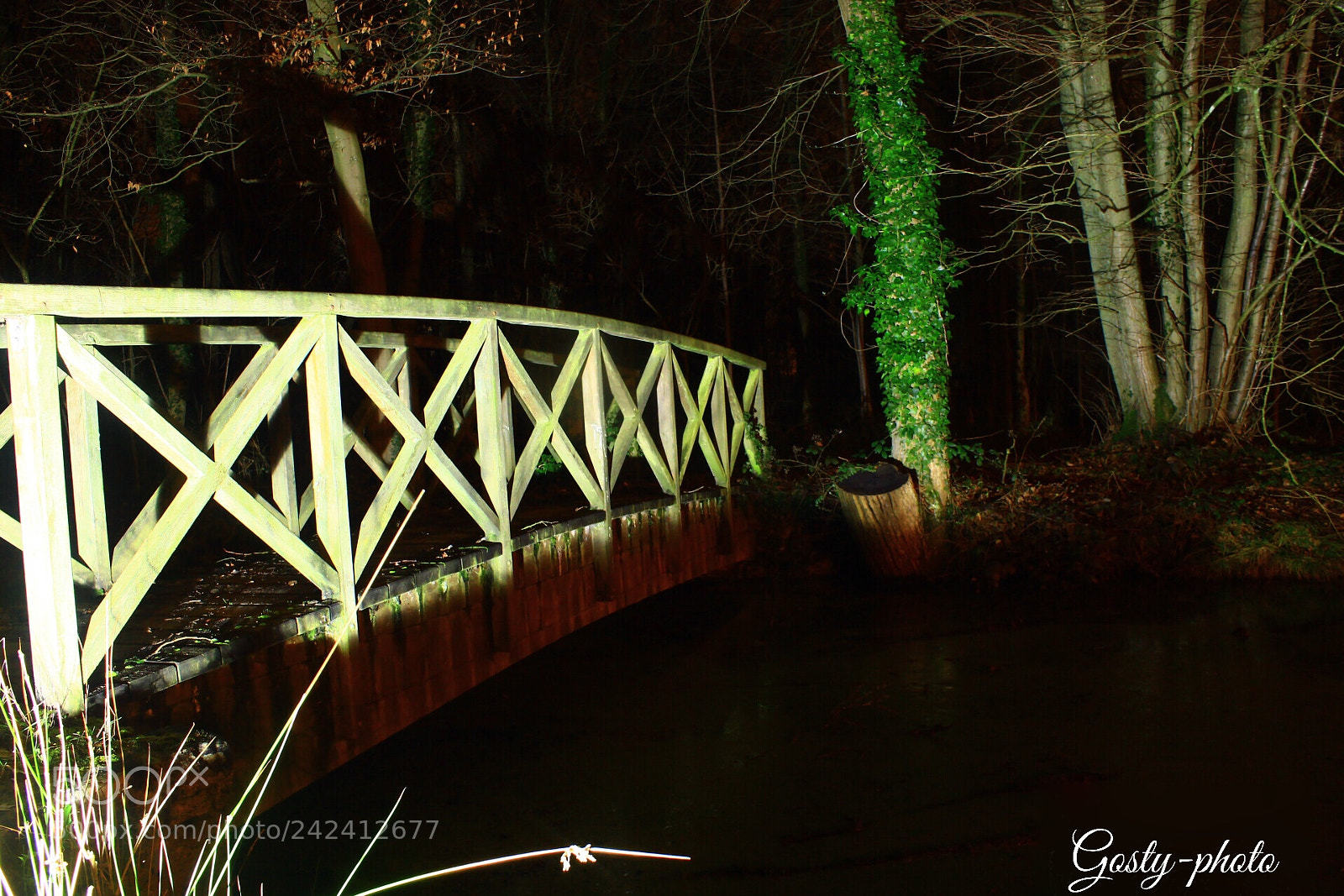 Canon EOS 1300D (EOS Rebel T6 / EOS Kiss X80) sample photo. Night in forest photography