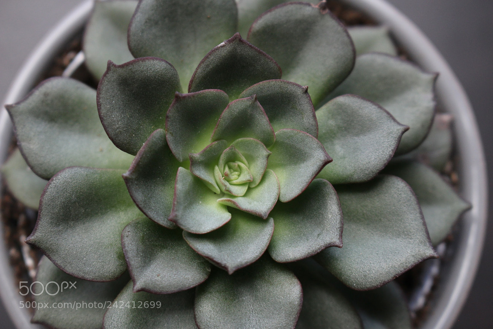 Canon EOS 100D (EOS Rebel SL1 / EOS Kiss X7) sample photo. Soft and broad photography