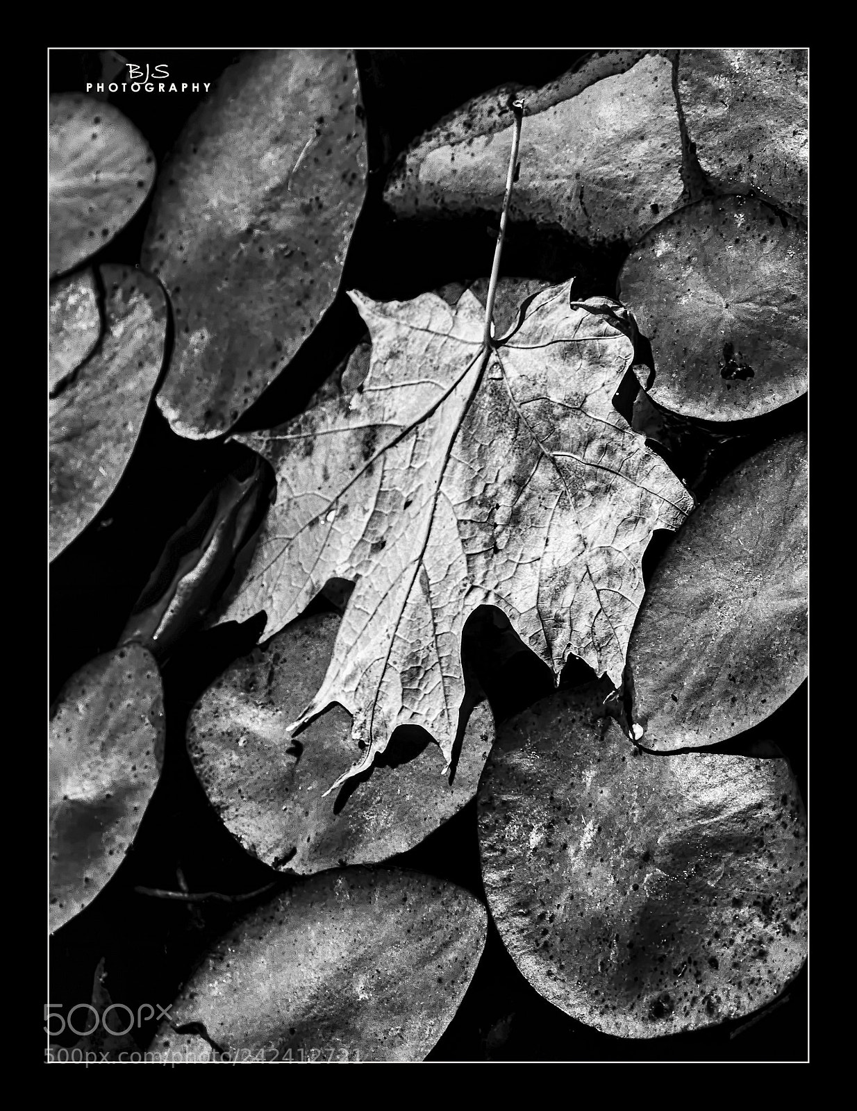 Panasonic Lumix DMC-FZ300 sample photo. Pond fall photography
