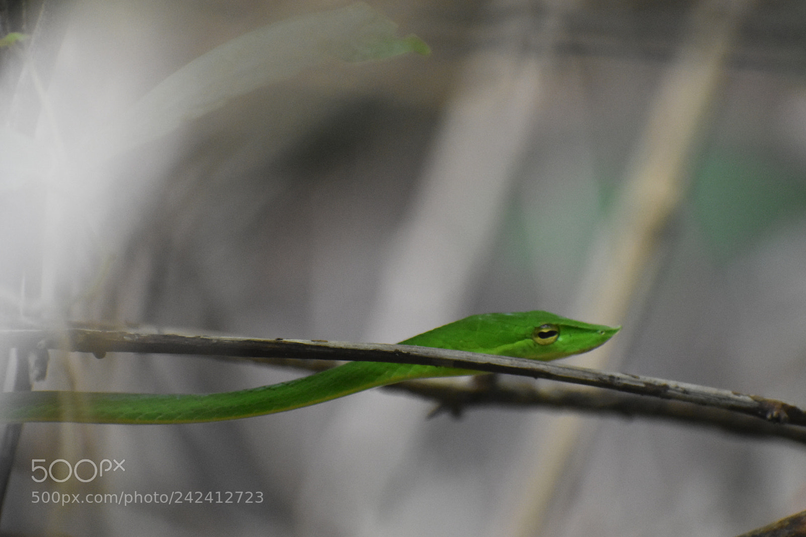 Nikon D3400 sample photo. Green vine snake photography