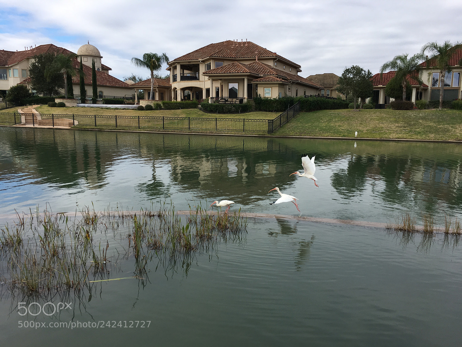 Apple iPhone 6s sample photo. White egrets photography