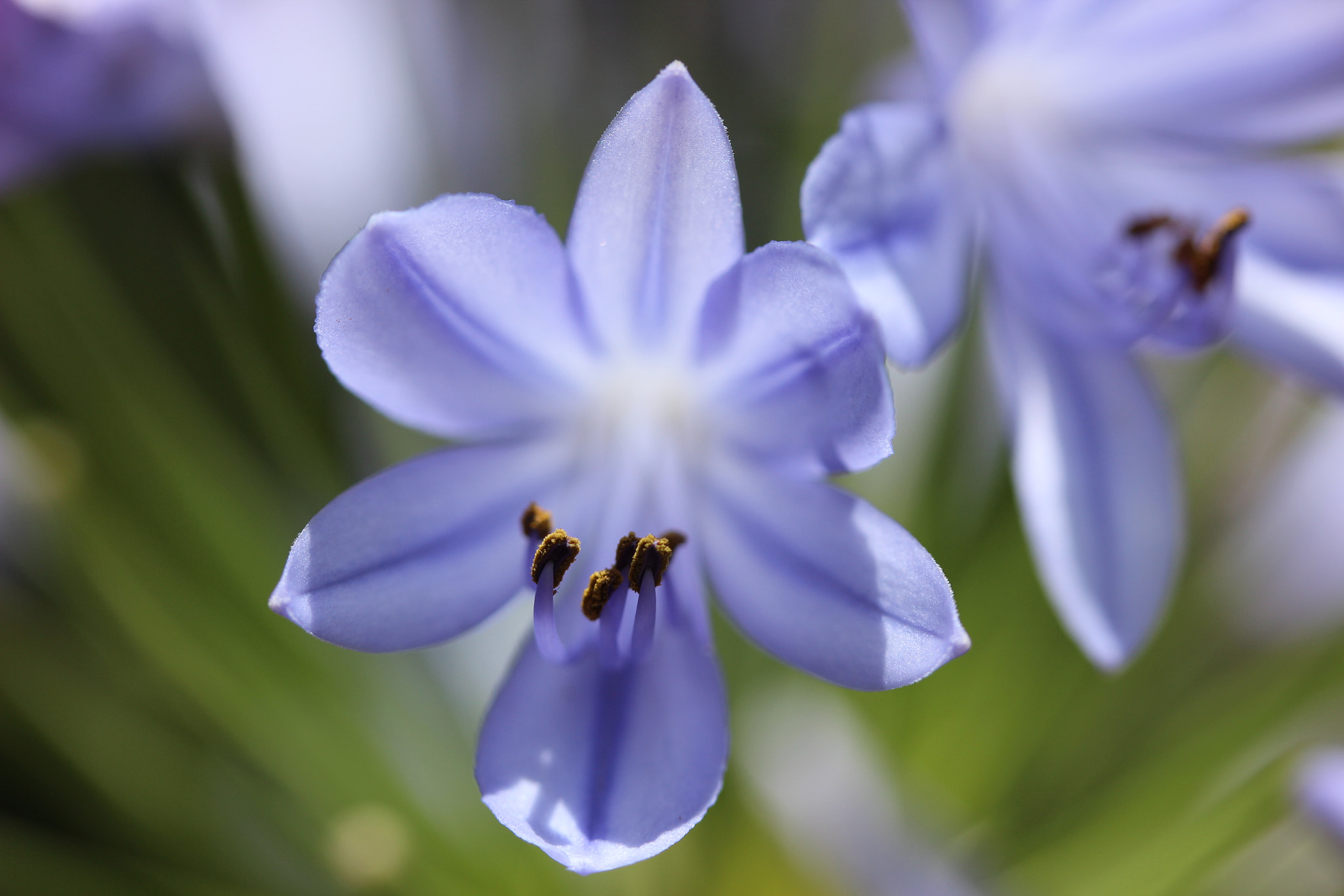 Canon EF-S 60mm F2.8 Macro USM sample photo. Agapanthus photography