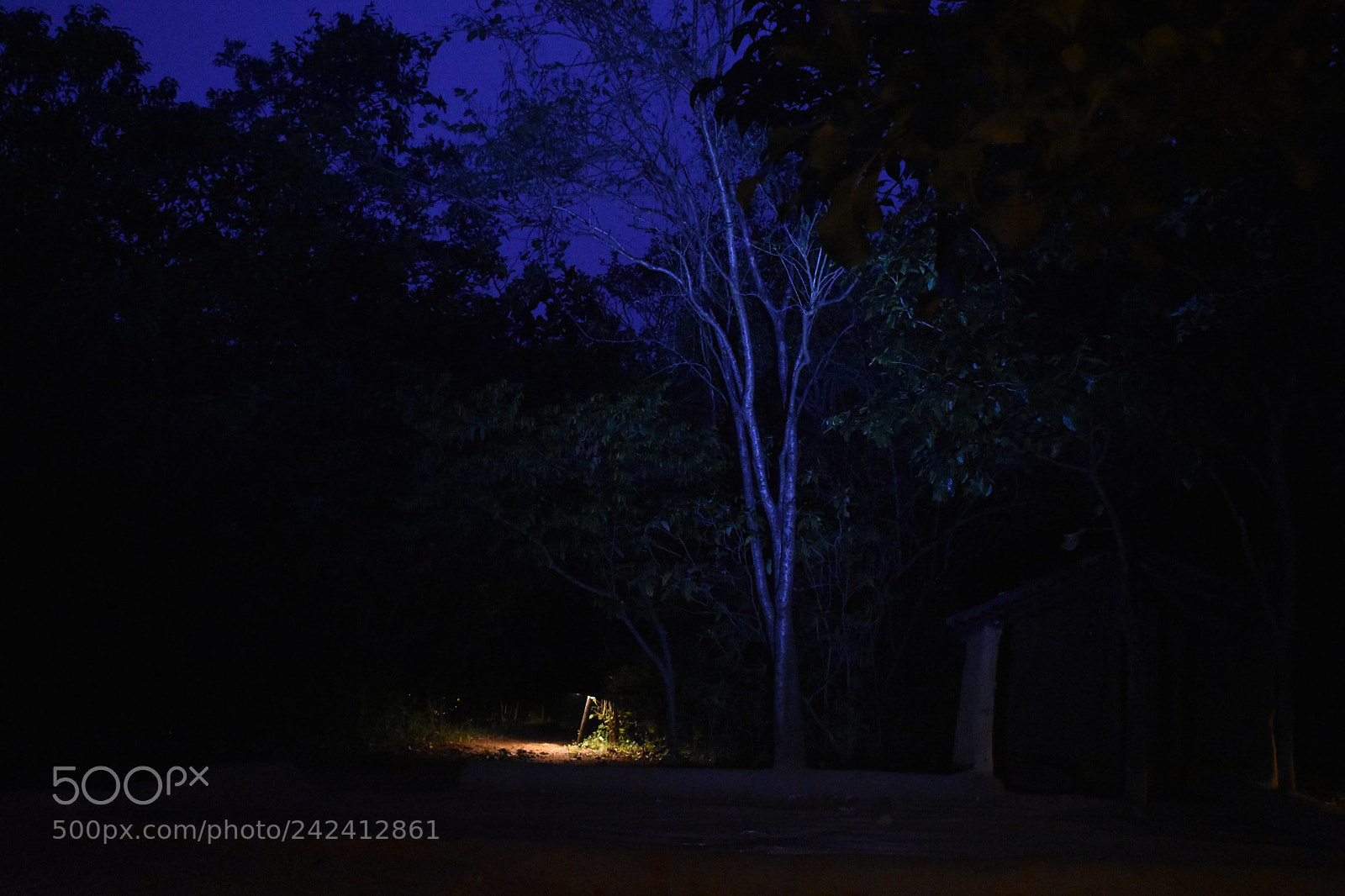 Nikon D3400 sample photo. Night n jungle photography