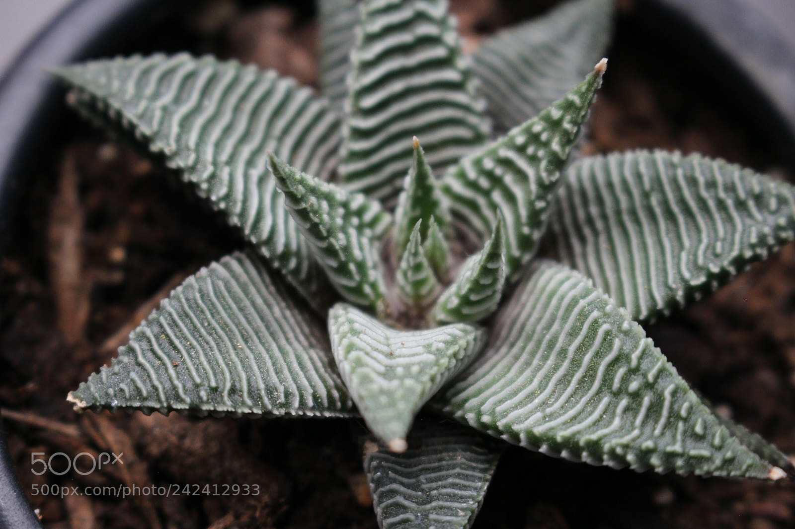 Canon EOS 100D (EOS Rebel SL1 / EOS Kiss X7) sample photo. Ridges photography