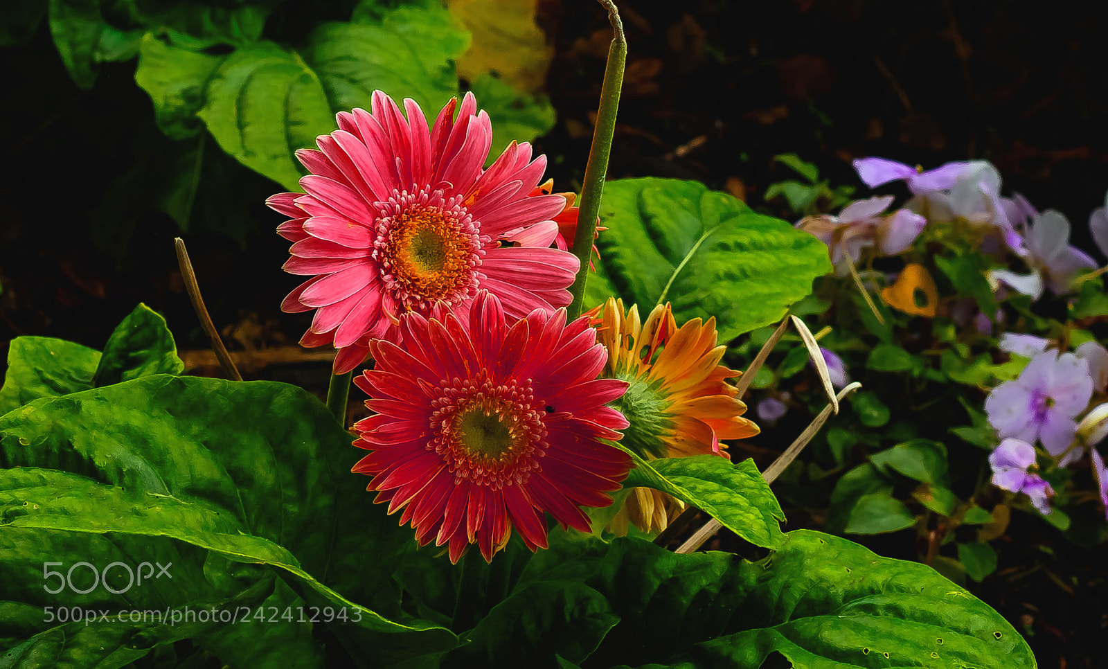 Nikon D810 sample photo. Colorfully yours photography
