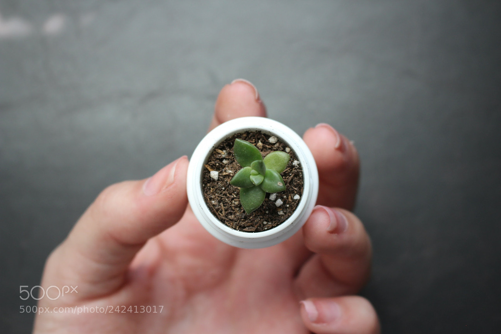 Canon EOS 100D (EOS Rebel SL1 / EOS Kiss X7) sample photo. Small growth photography