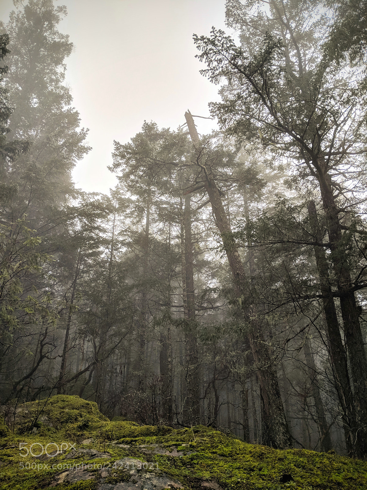 Google Pixel 2 XL sample photo. The haunted treeline photography