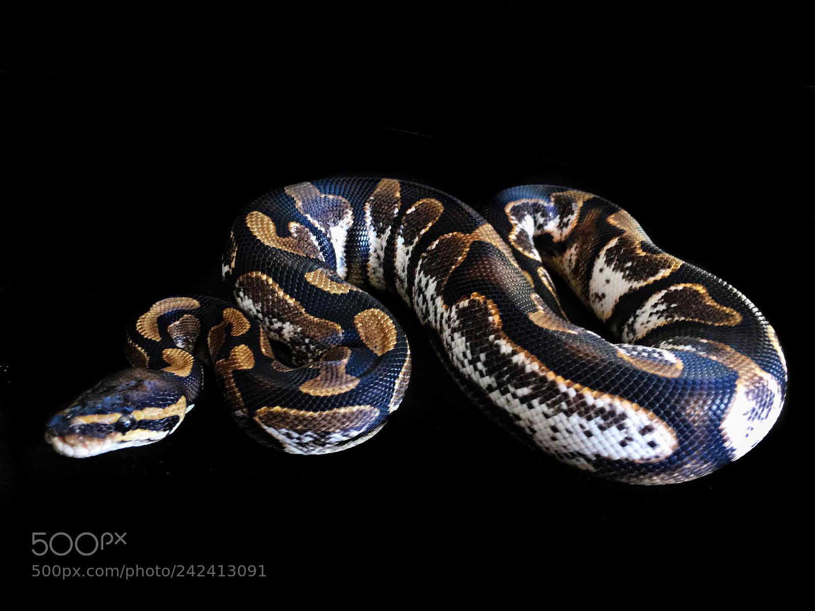 Apple iPhone 6s sample photo. Ballpython calico 1.0 photography