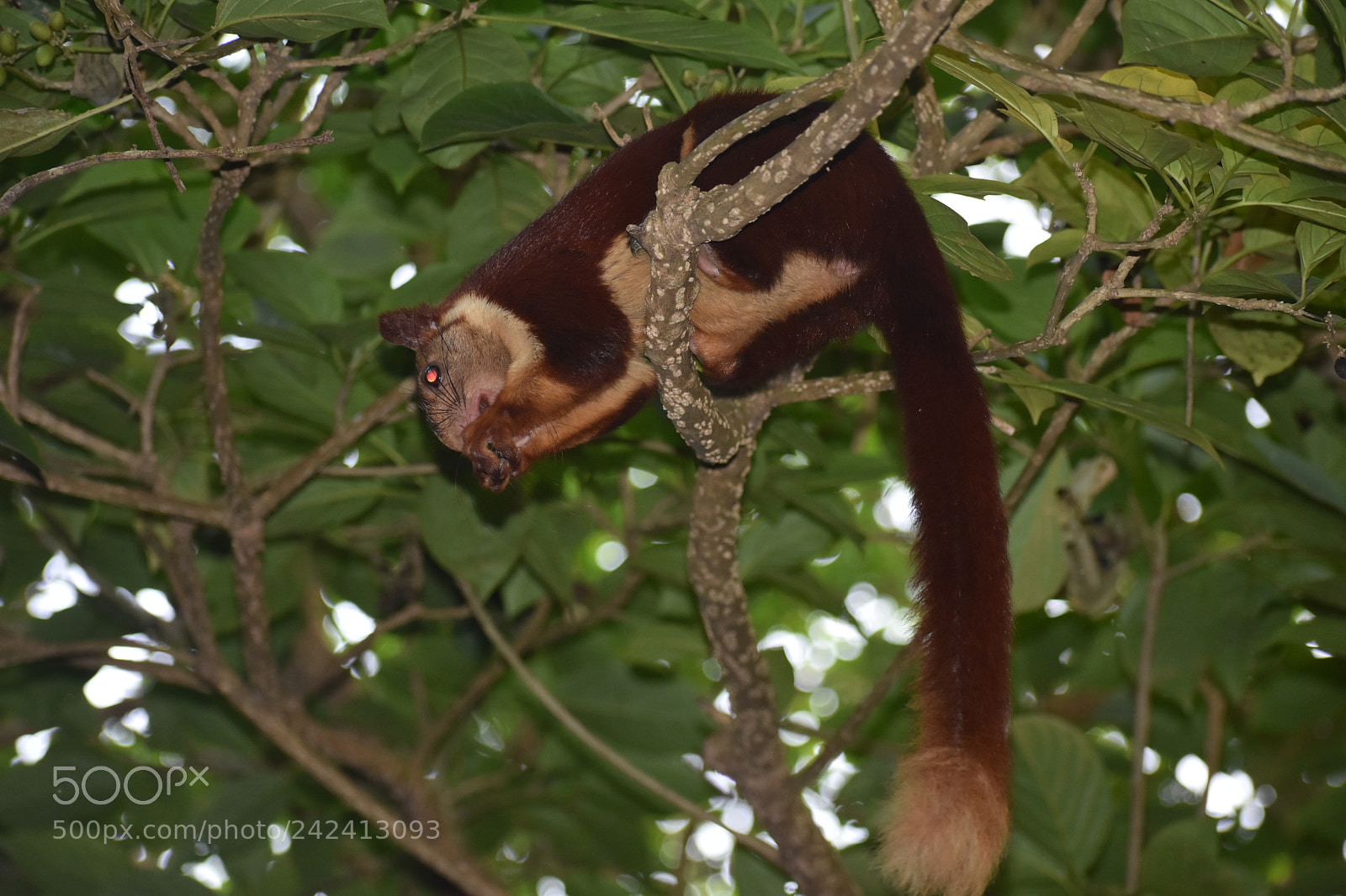 Nikon D3400 sample photo. Giant squirrel photography