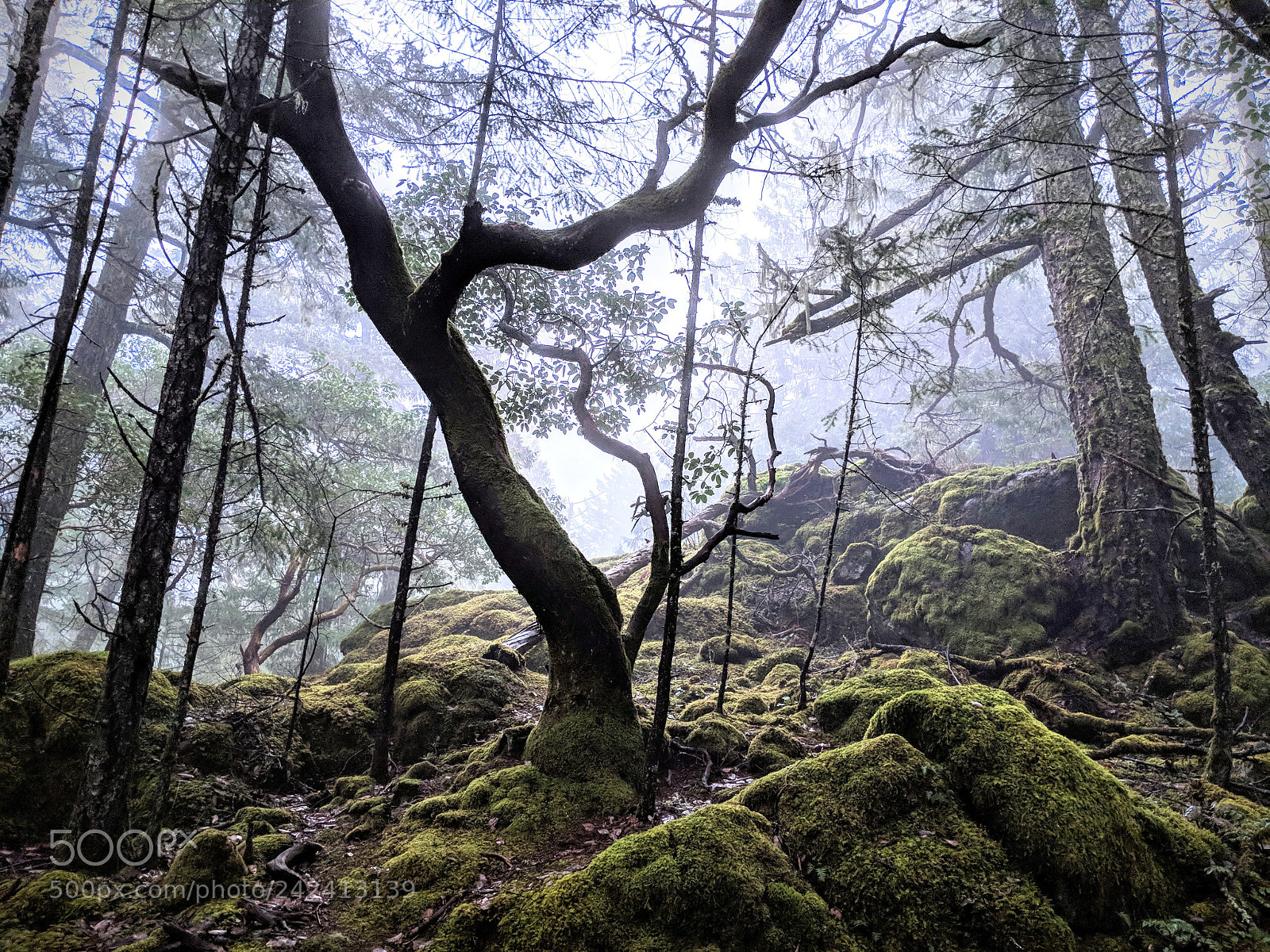 Google Pixel 2 XL sample photo. The arbutus challenge photography