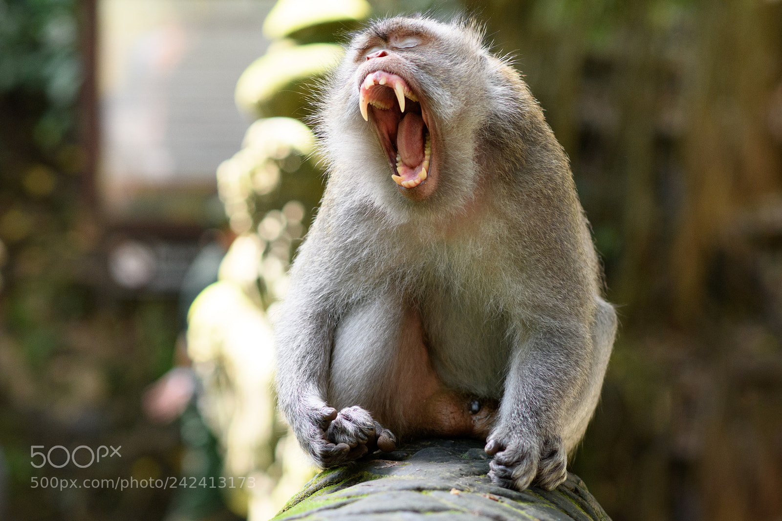 Nikon D7500 sample photo. King kong photography