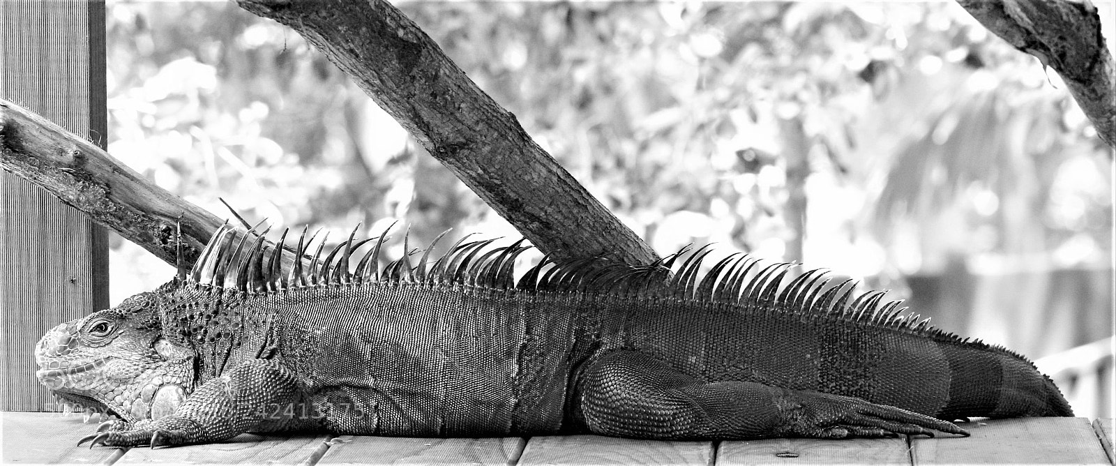 Canon EOS 400D (EOS Digital Rebel XTi / EOS Kiss Digital X) sample photo. Iguana iguana (green iguana) photography
