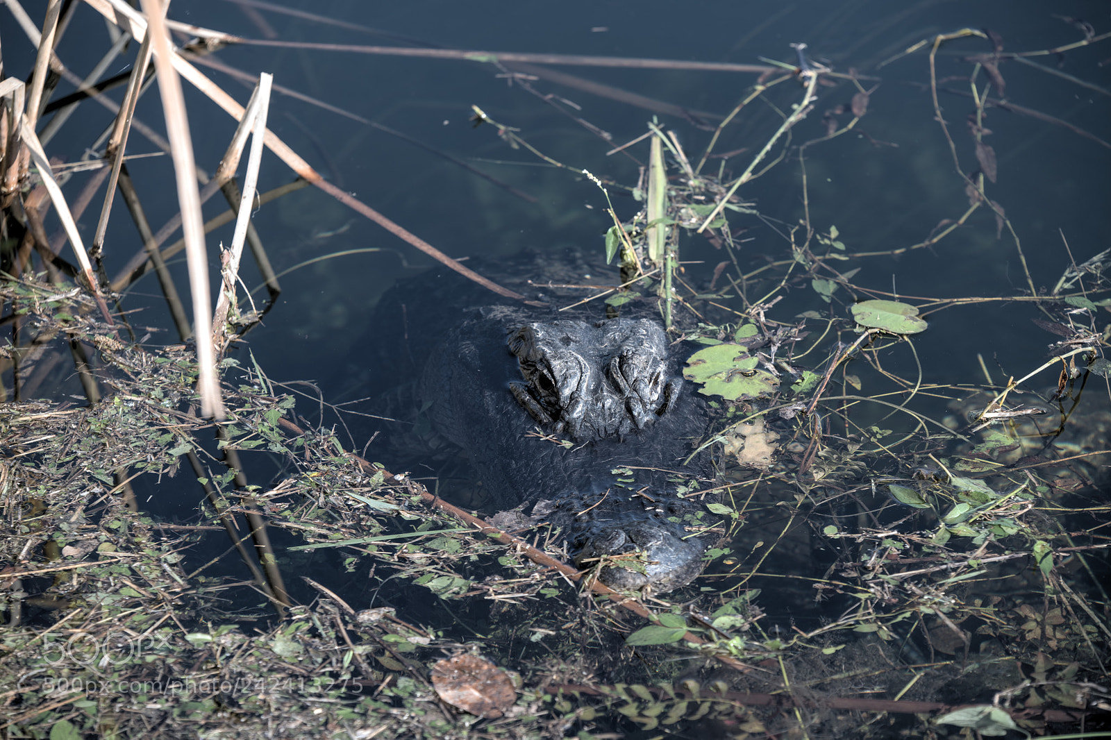 Nikon D850 sample photo. What lies beneath photography
