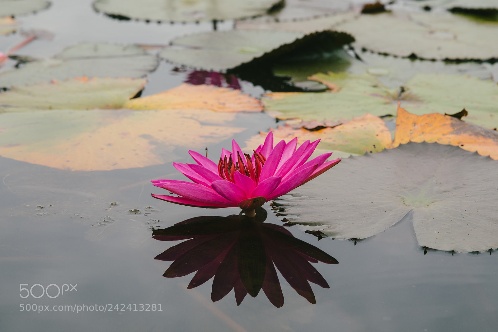 Sony a7 II sample photo. Water lily photography