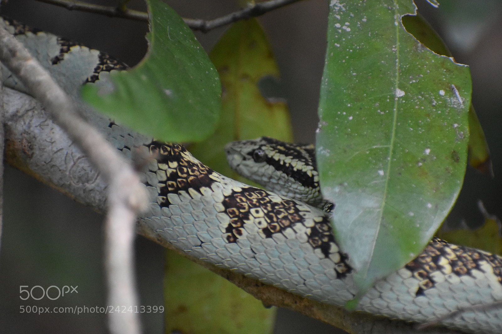 Nikon D3400 sample photo. Malabar pit viper photography