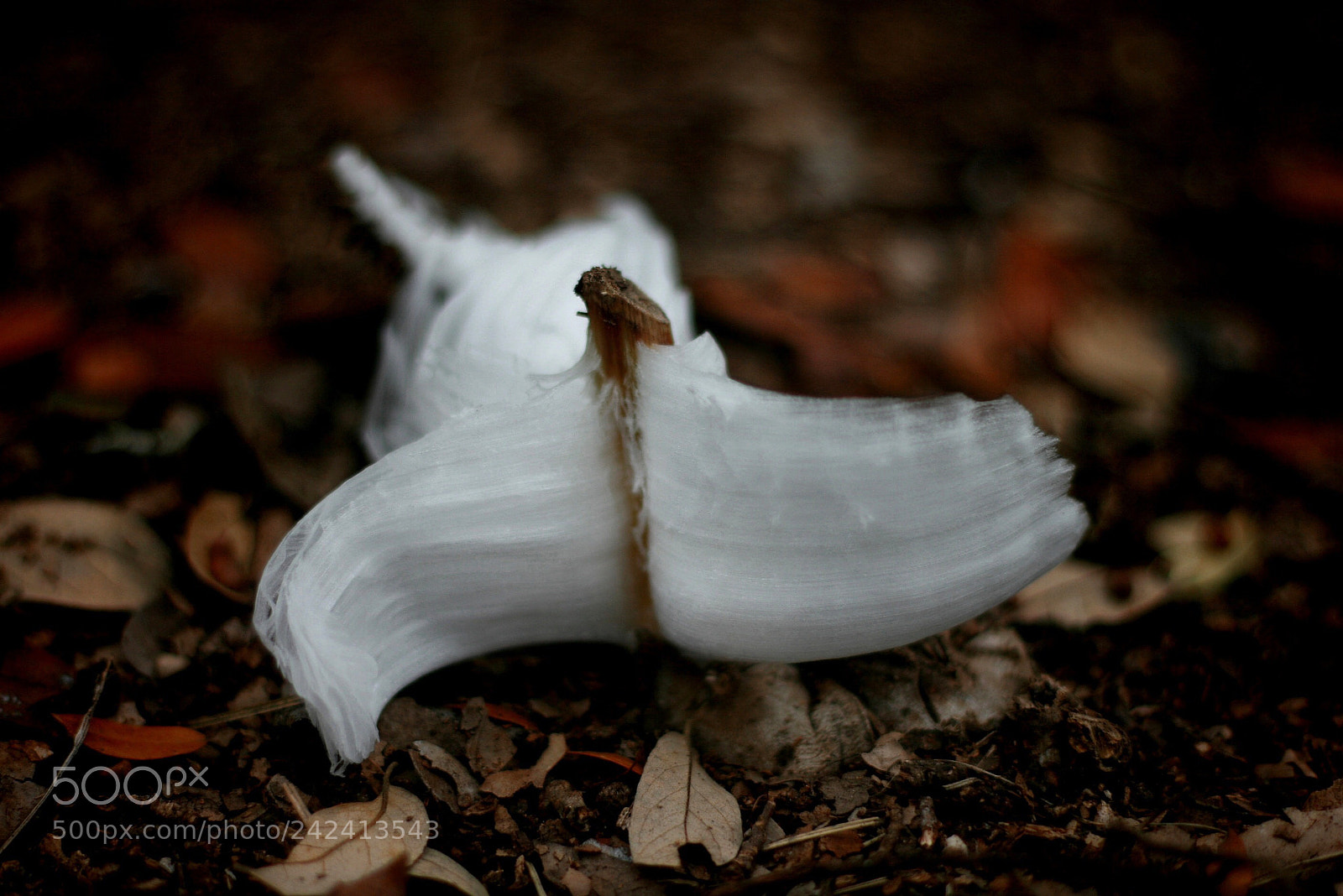 Canon EOS 400D (EOS Digital Rebel XTi / EOS Kiss Digital X) sample photo. Frost flowers photography