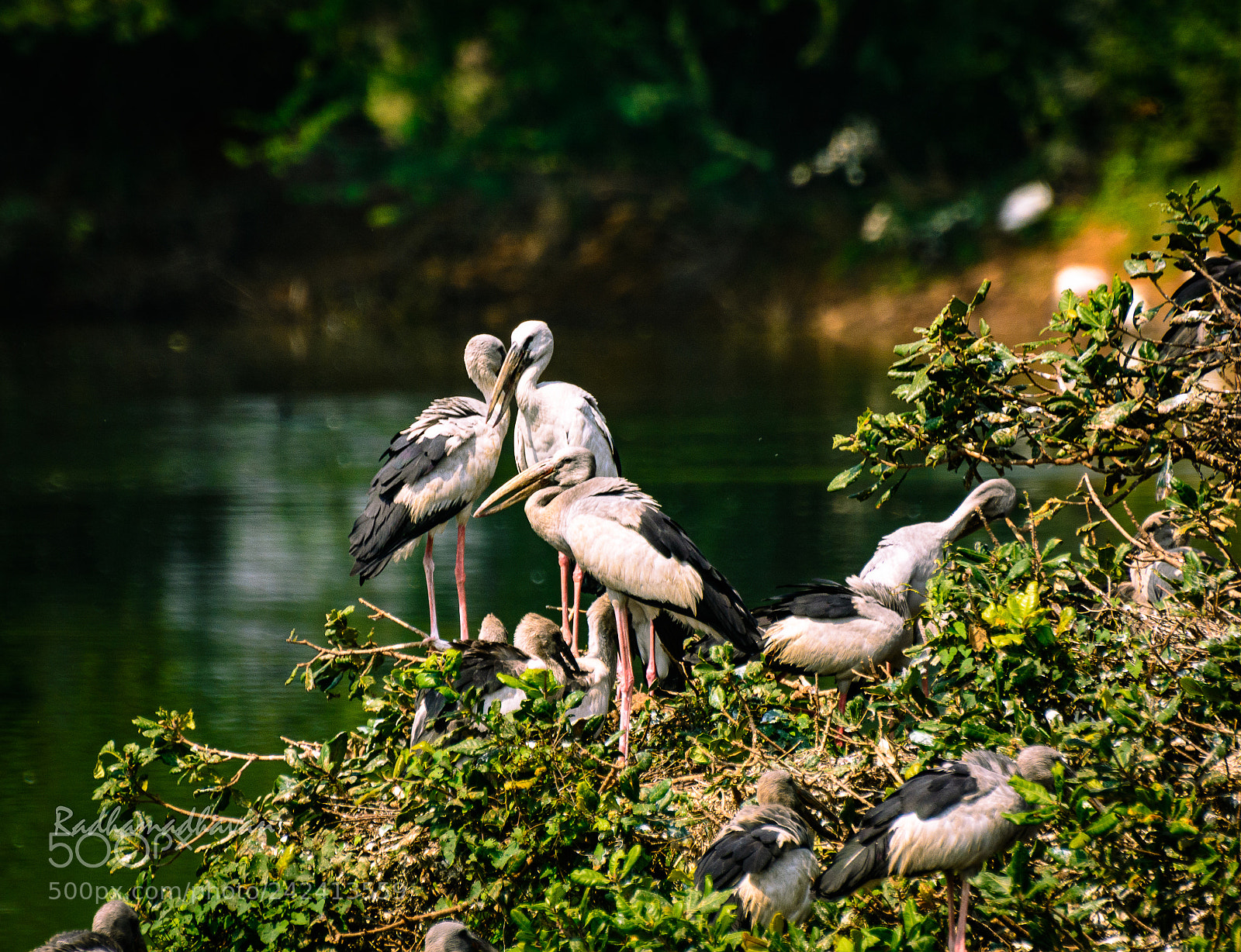 Nikon D7100 sample photo. Birds of a feather photography