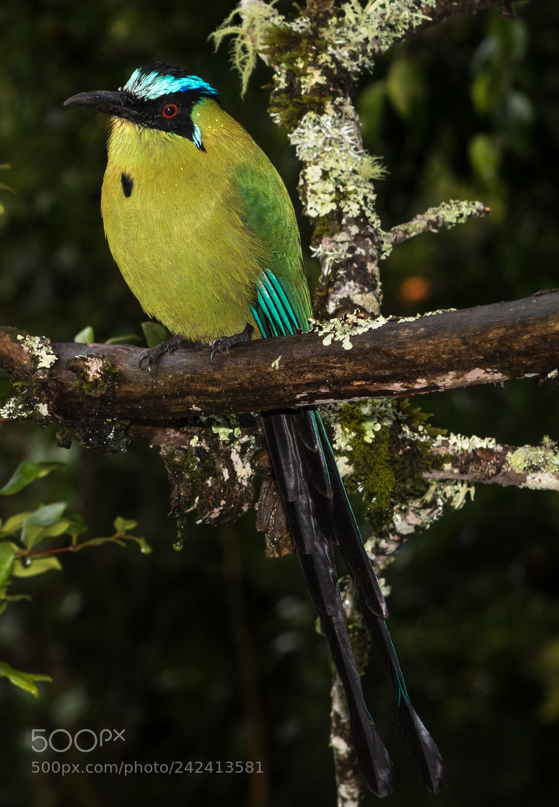 Canon EOS 750D (EOS Rebel T6i / EOS Kiss X8i) sample photo. Andean motmot photography