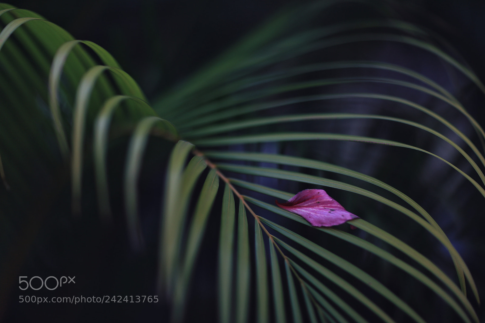 Canon EOS 5DS sample photo. Untitled photography