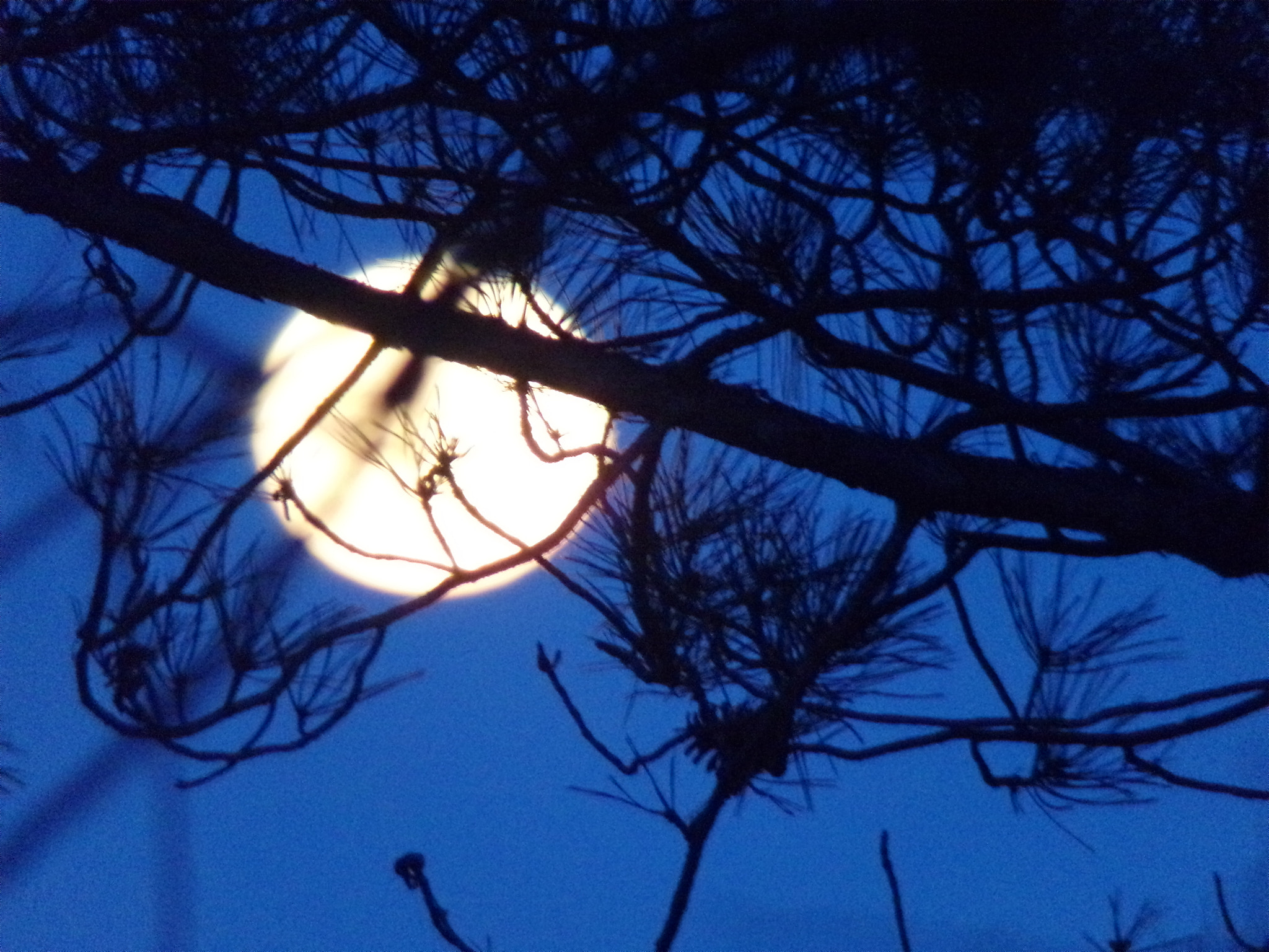 JK KODAK PIXPRO AZ401 sample photo. Trees hiding the moon photography