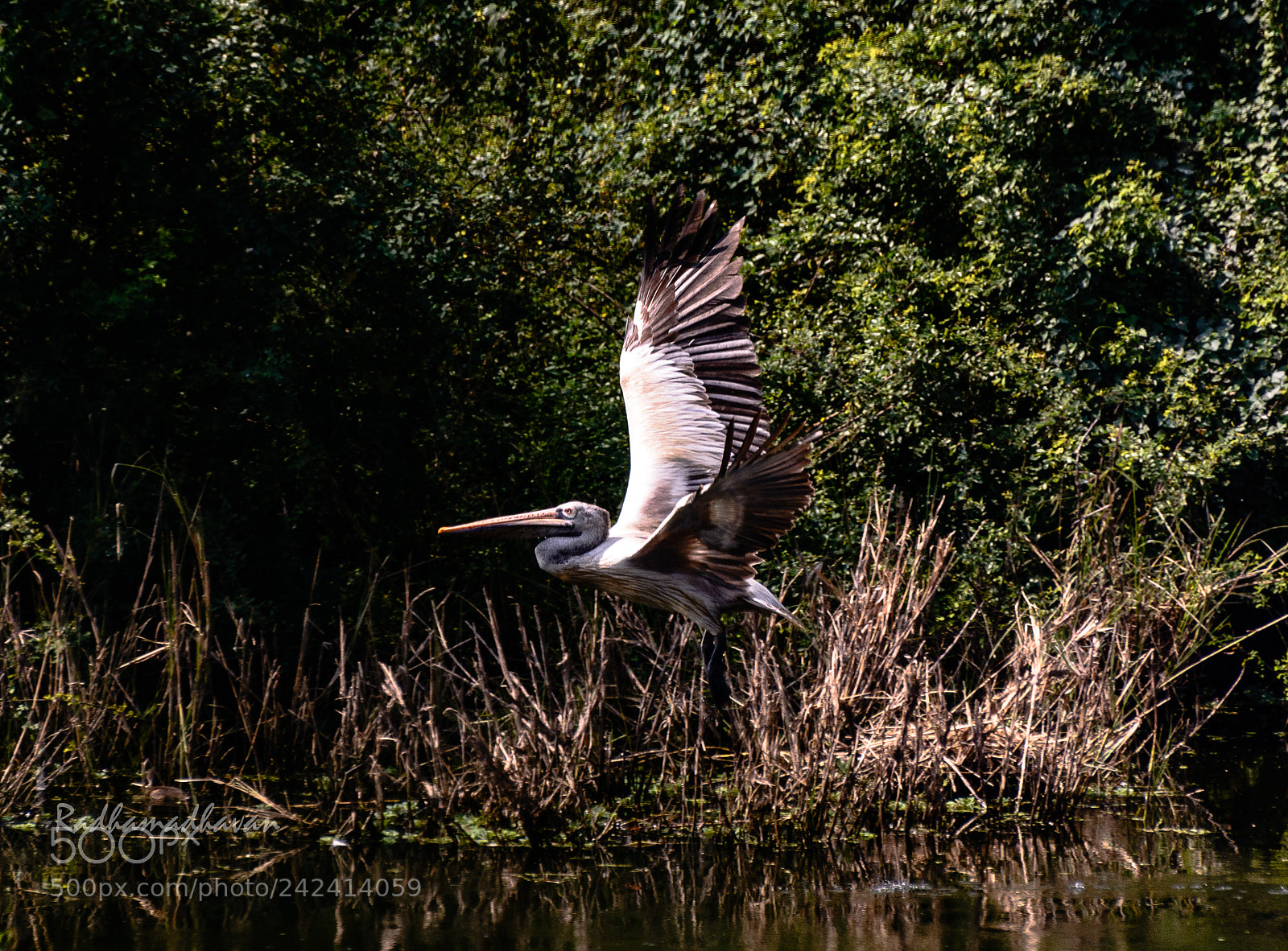 Nikon D7100 sample photo. Pelican photography