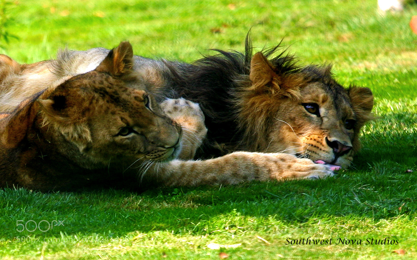Canon EOS 350D (EOS Digital Rebel XT / EOS Kiss Digital N) sample photo. Lions worked photography