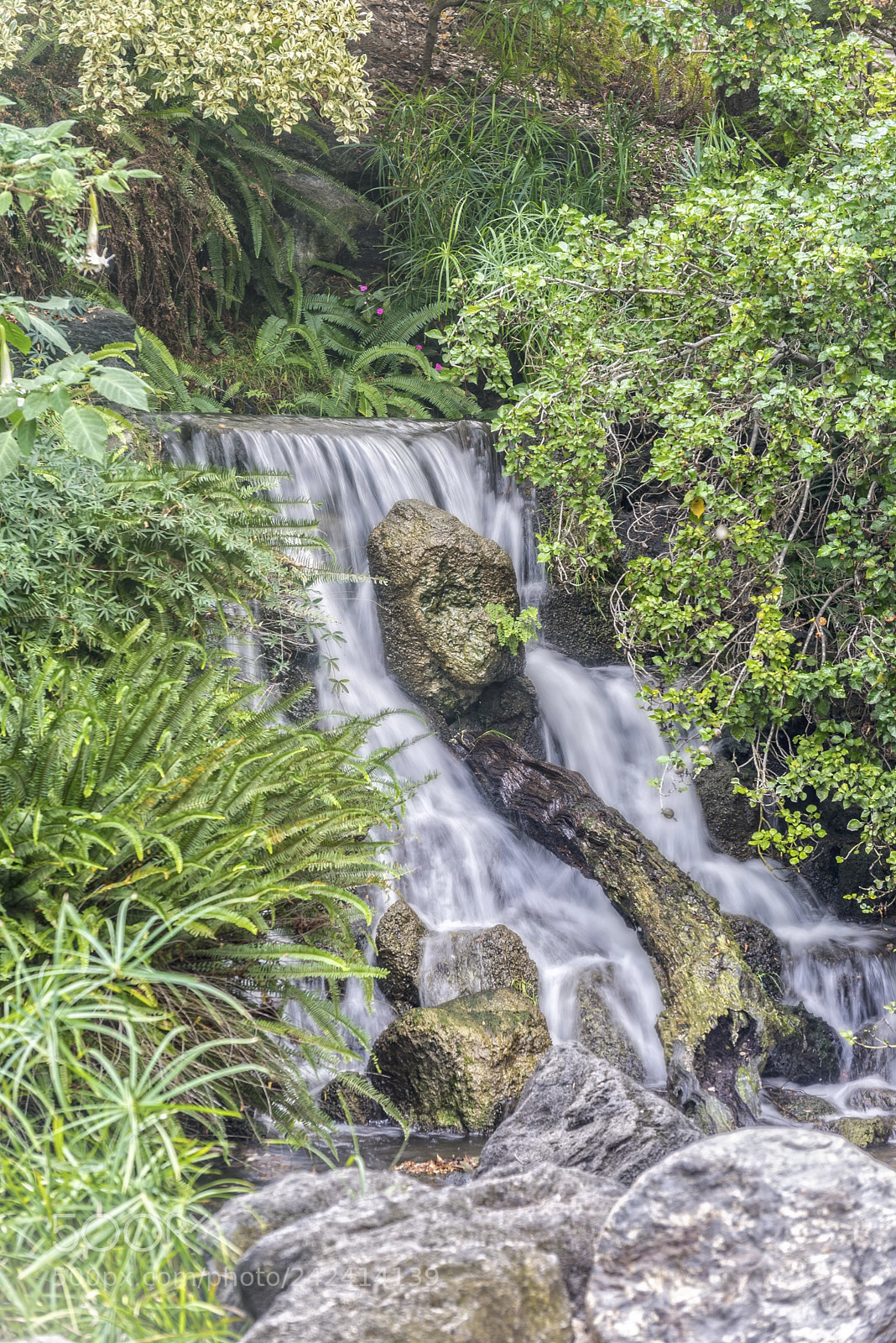 Nikon D600 sample photo. Arboretumfalls photography