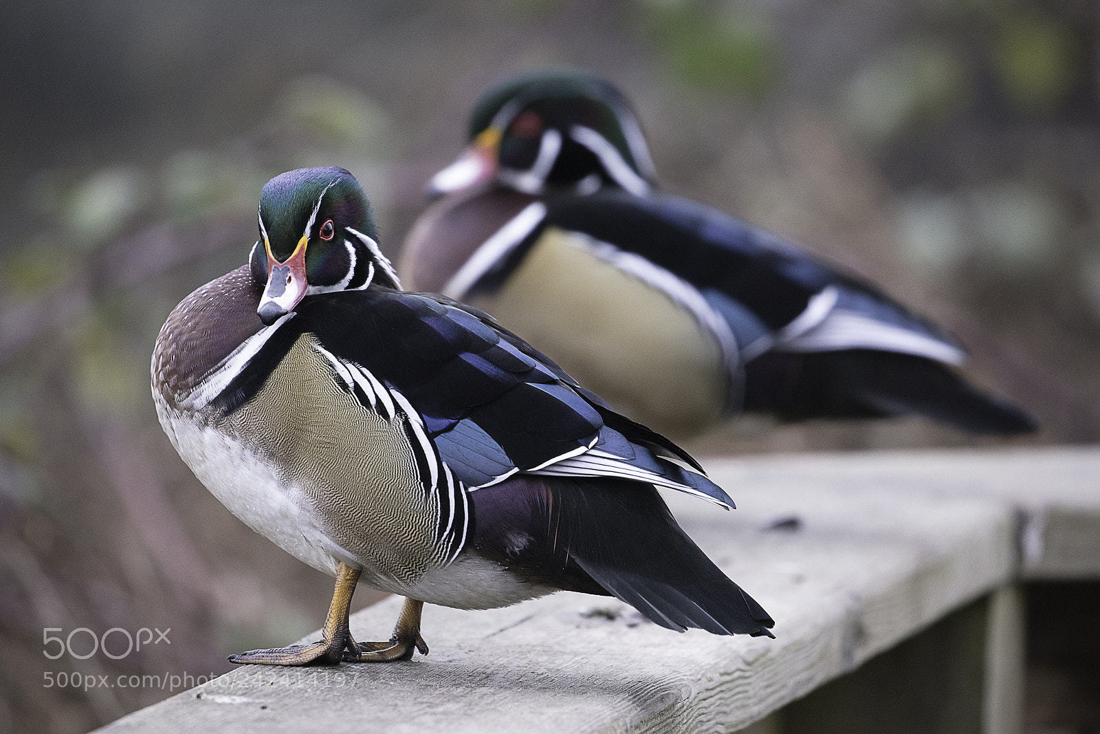 Canon EOS 5DS R sample photo. Colorful creatures photography