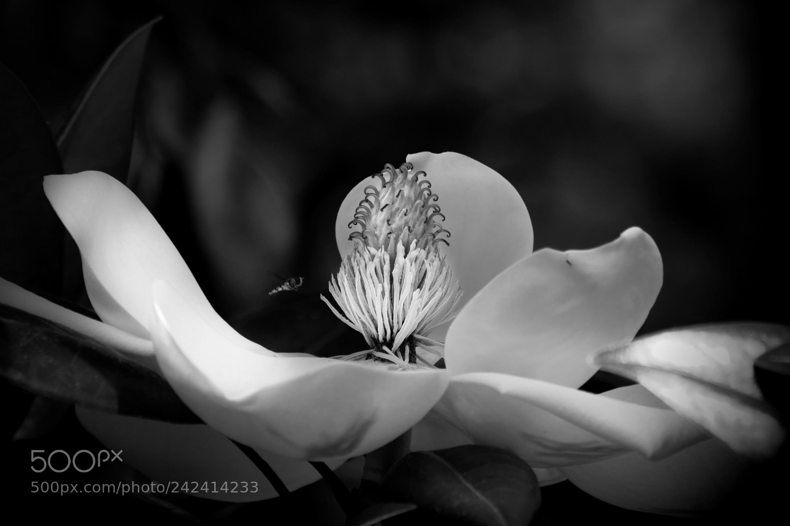 Fujifilm X-Pro2 sample photo. Magnolia grandiflora photography