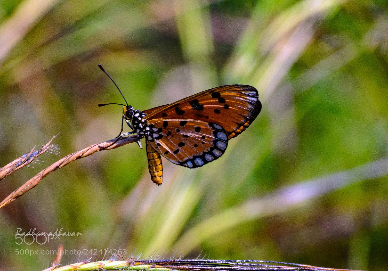 Nikon D7100 sample photo. Common tiger butterfly photography