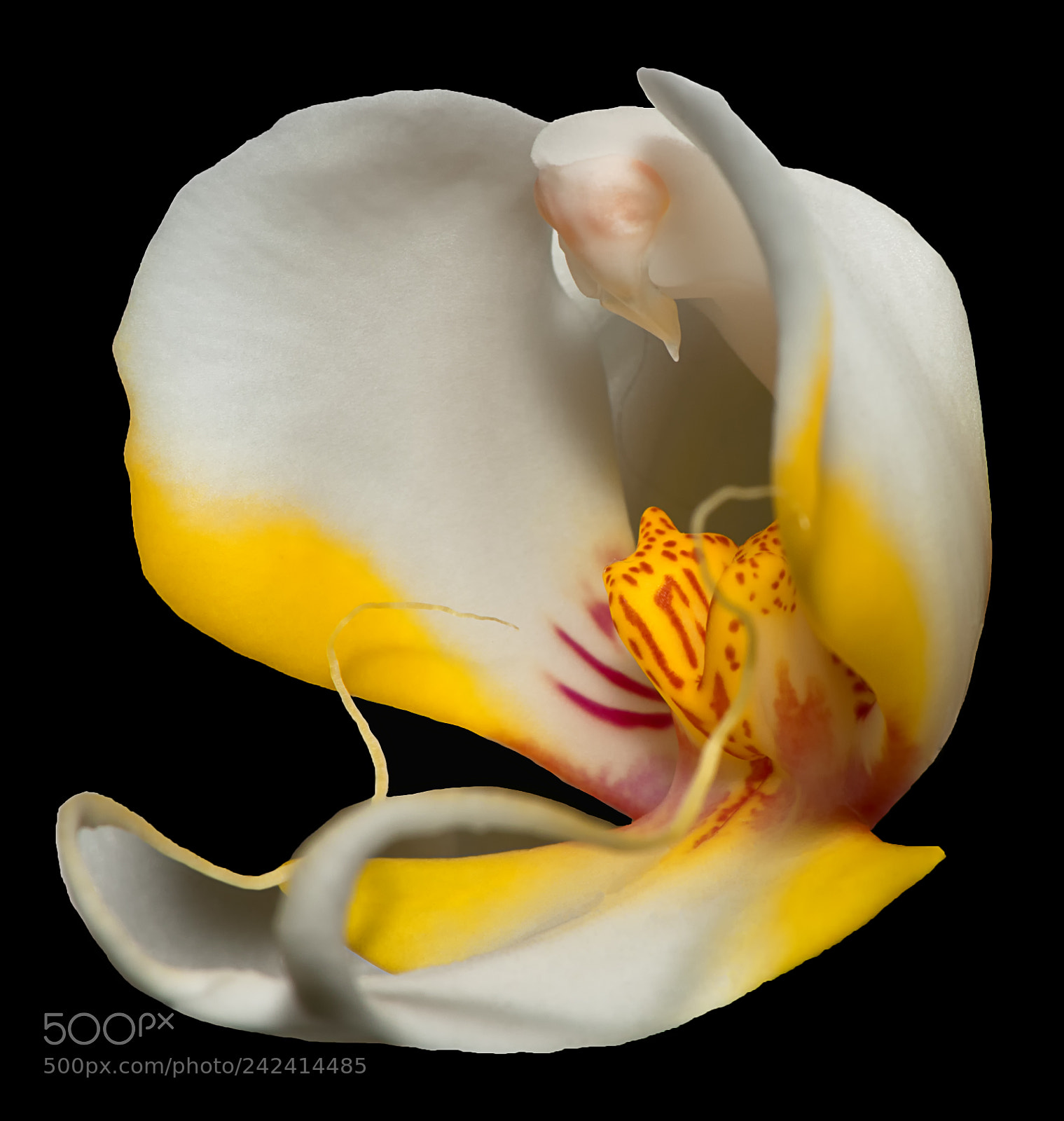 Nikon D3X sample photo. White & yellow orchid photography