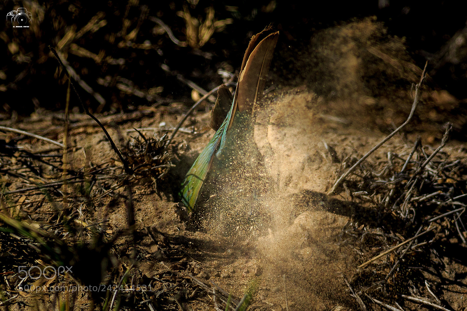 Canon EOS 7D Mark II sample photo. Untitled photography