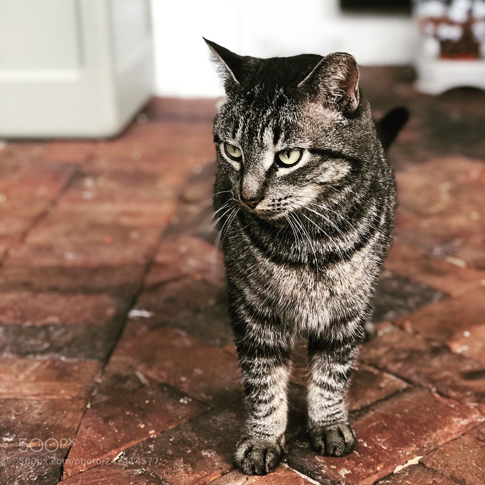 Apple iPhone 8 Plus sample photo. Untitled photography