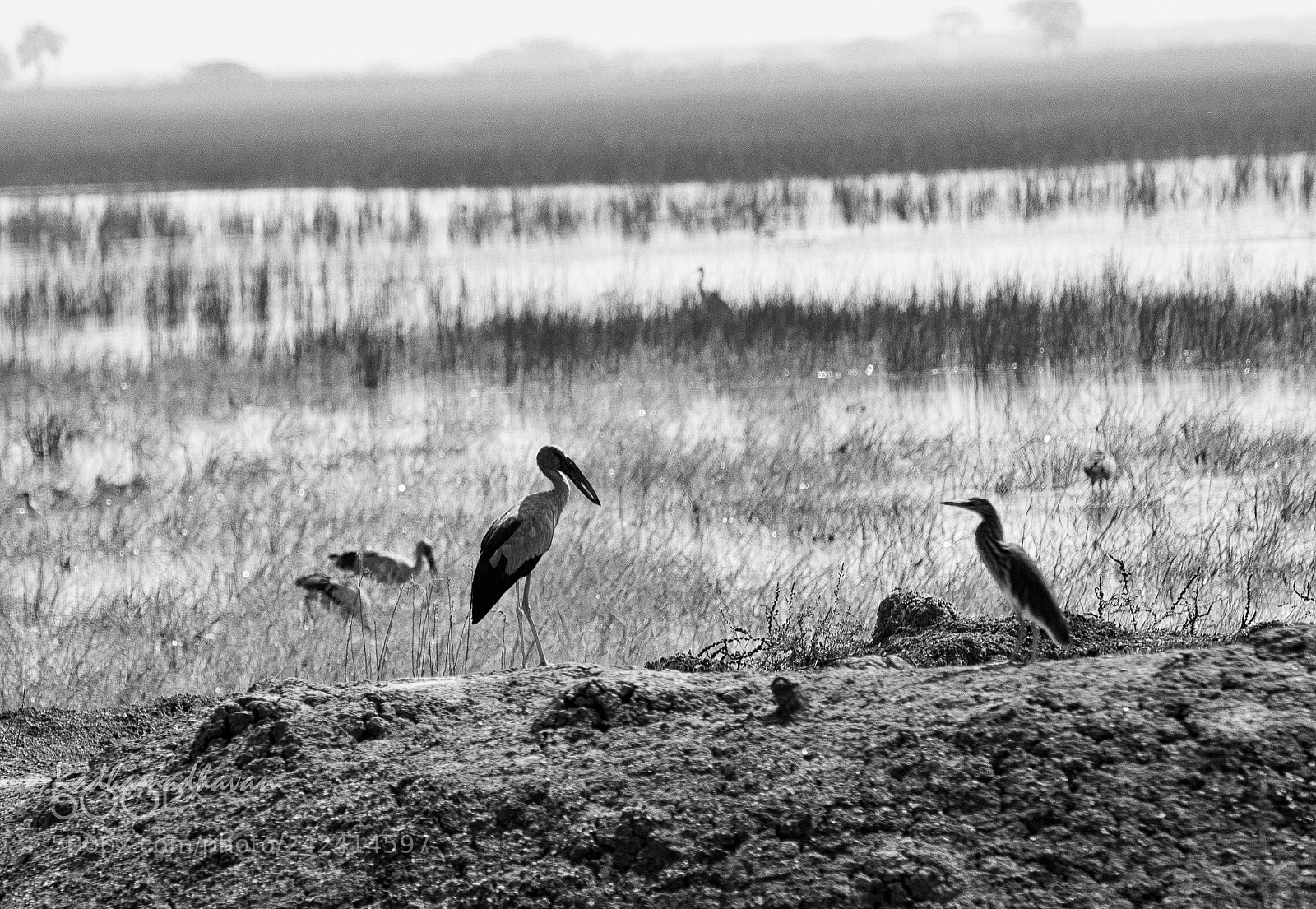 Nikon D7100 sample photo. Marsh land photography