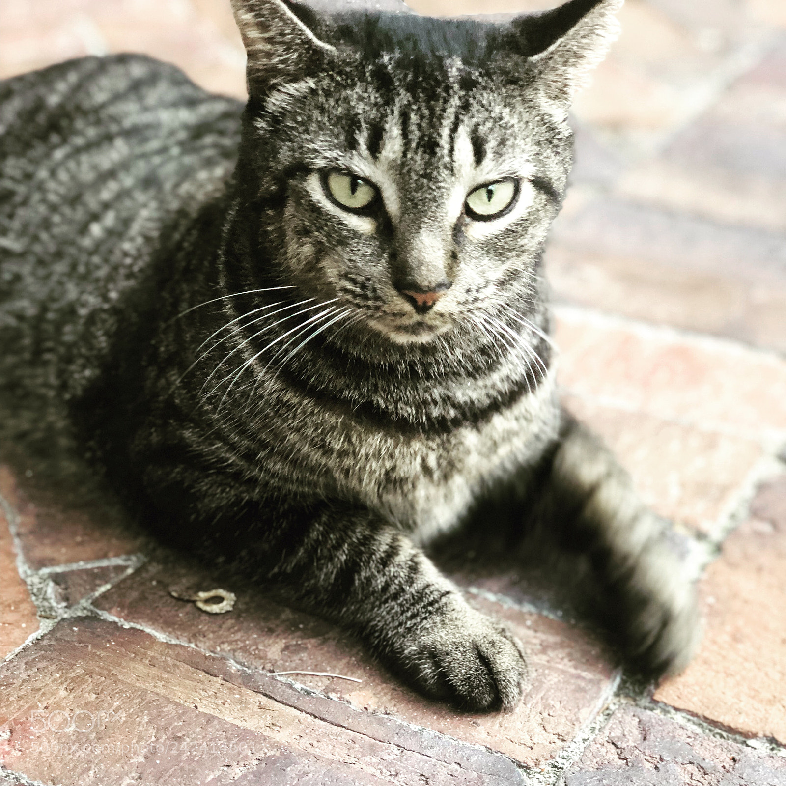 Apple iPhone 8 Plus sample photo. Untitled photography