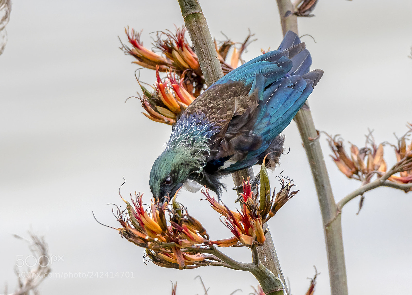 Canon EOS 7D Mark II sample photo. New zealand native tui photography