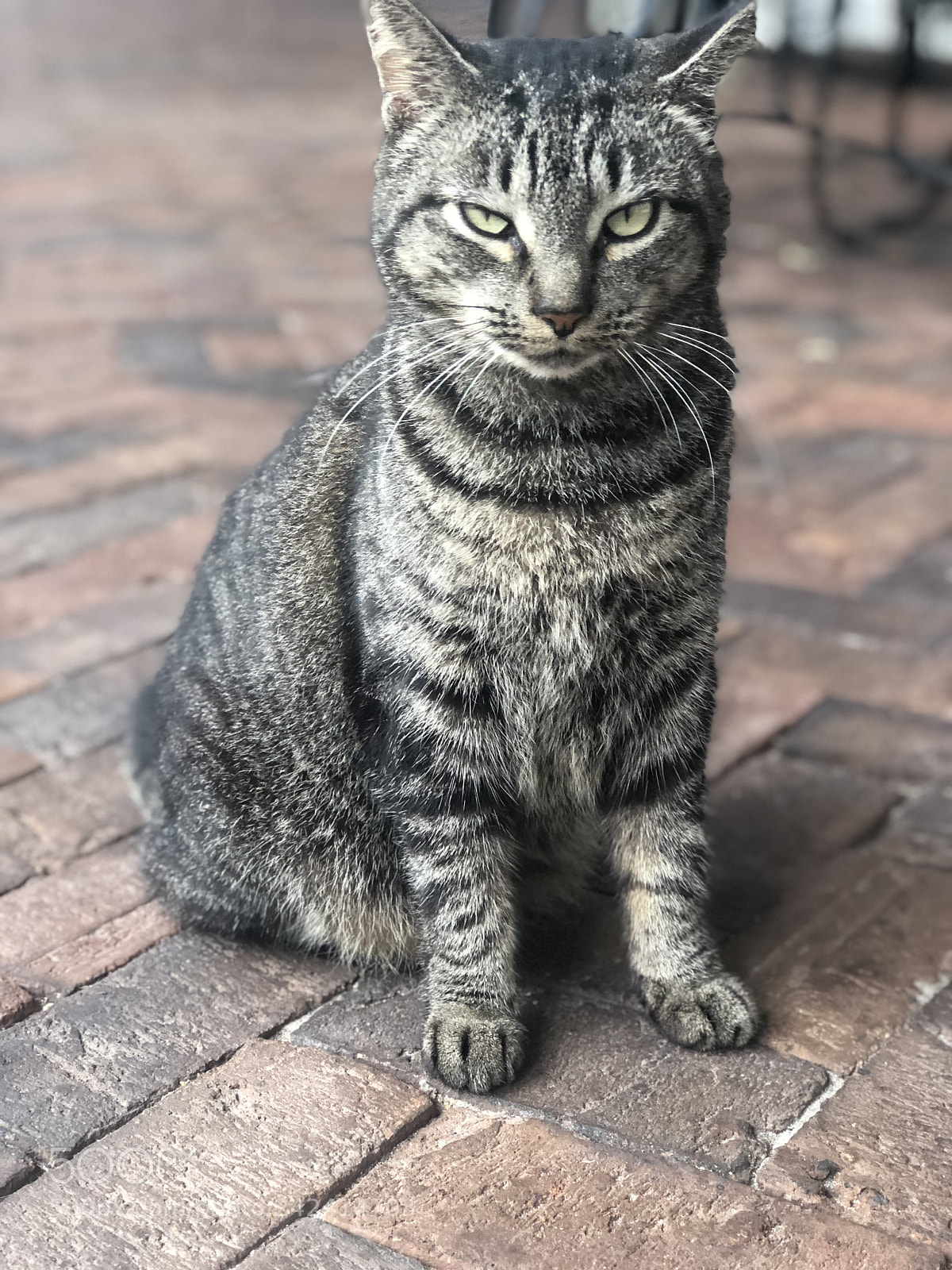 Apple iPhone 8 Plus sample photo. Untitled photography