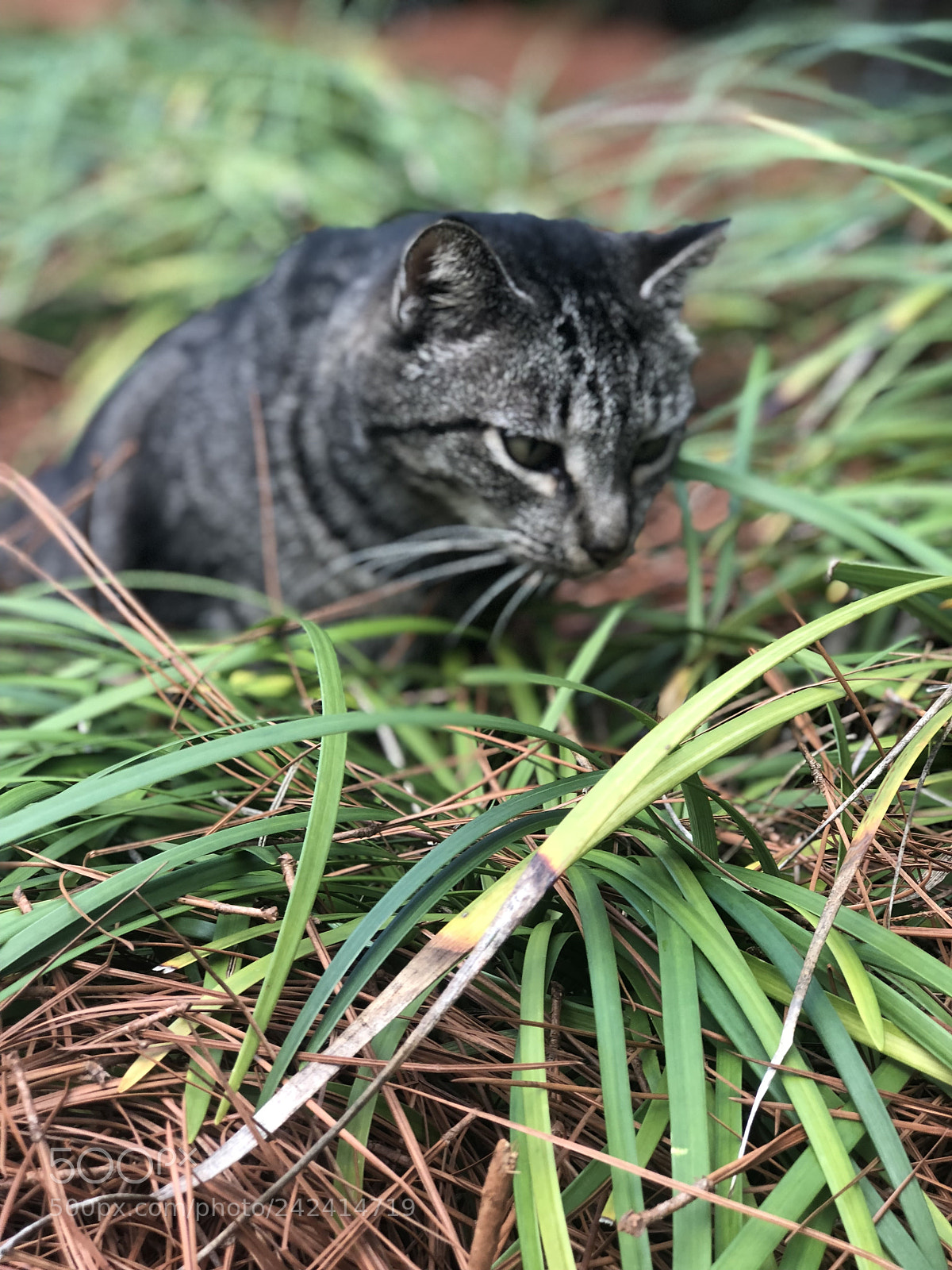 Apple iPhone 8 Plus sample photo. Untitled photography