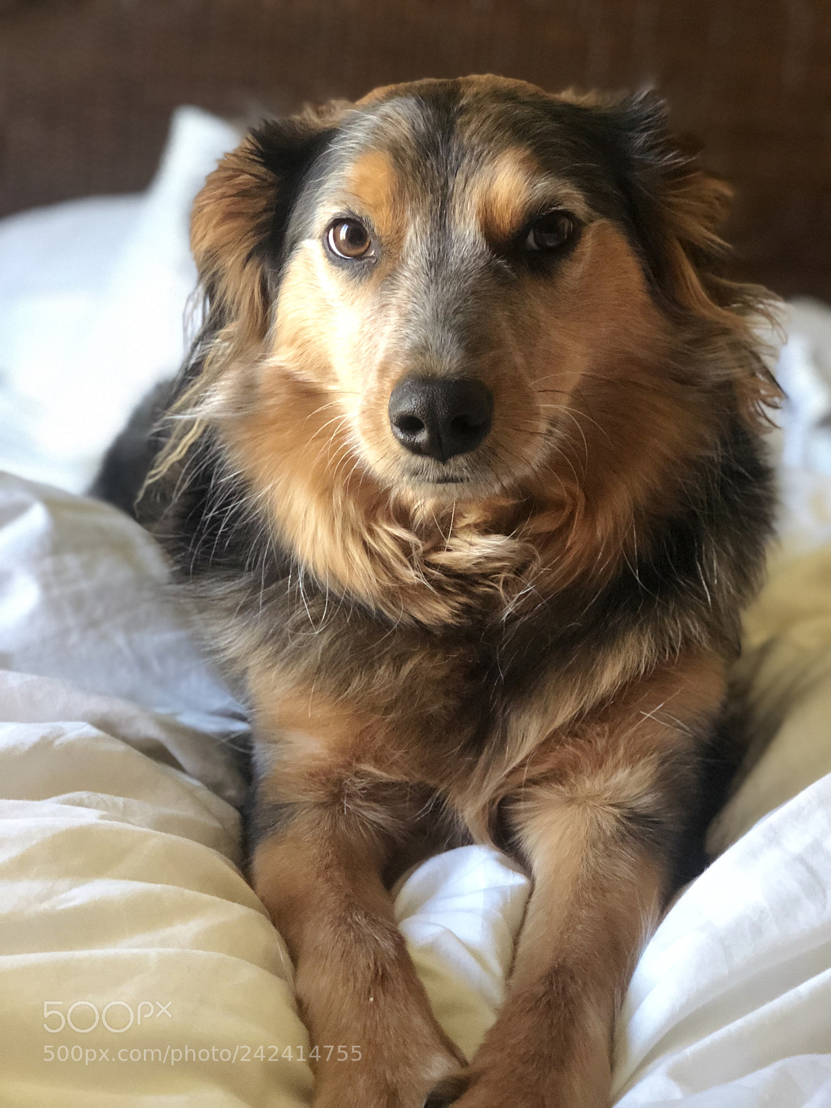 Apple iPhone 8 Plus sample photo. Untitled photography