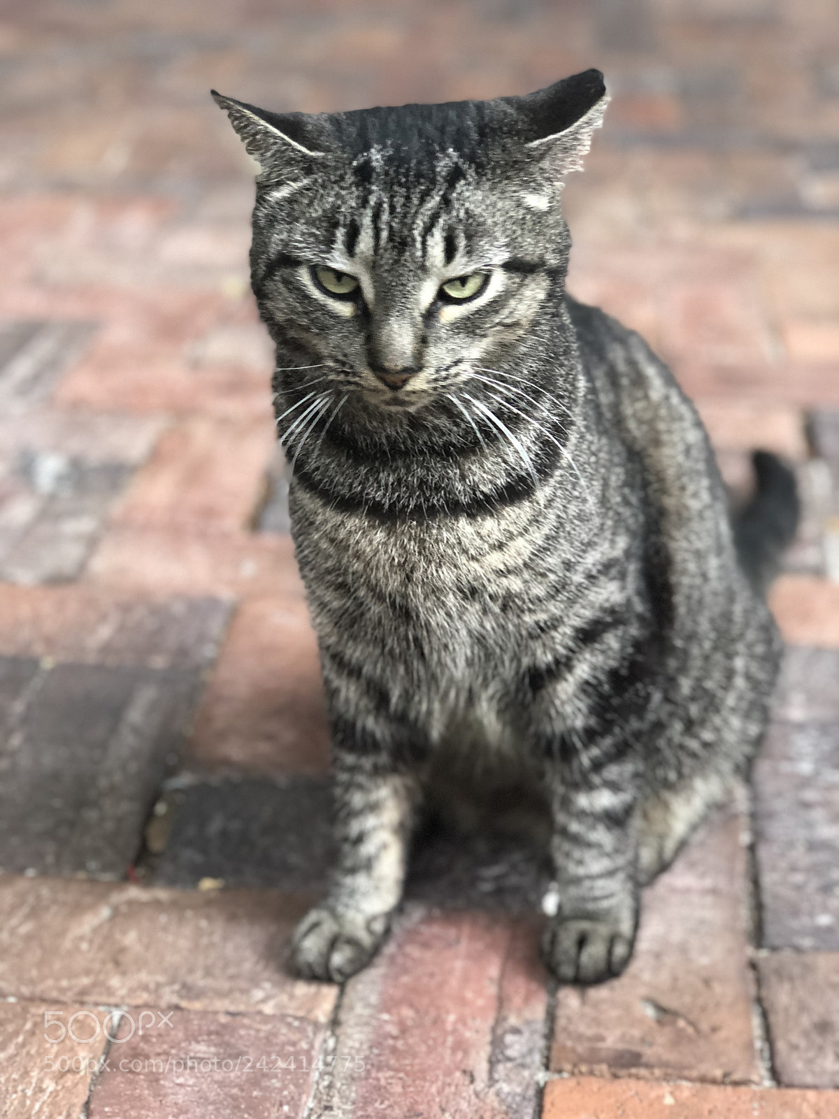 Apple iPhone 8 Plus sample photo. Untitled photography