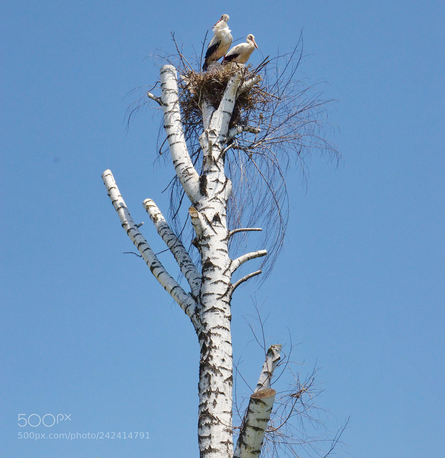 Nikon D5100 sample photo. Storks photography